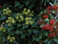 /album/galleria-foto-galleria-fotografica/edera-fiori-e-pyracanta-1-m-hfc-jpg/